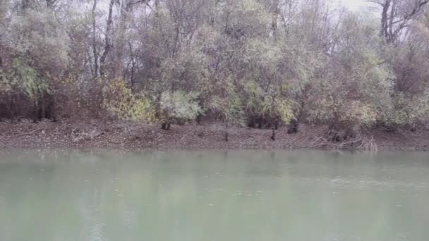 有树木的河岸景观 — 图库视频影像