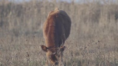  Küçük kahverengi keçi sazlıkların arka planında otlar.