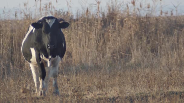 Vaca Păşeşte Fundalul Lacului Toamnă Stuf — Videoclip de stoc