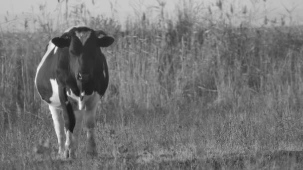 Une Vache Broute Sur Fond Roseaux Lac Automne Noir Blanc — Video