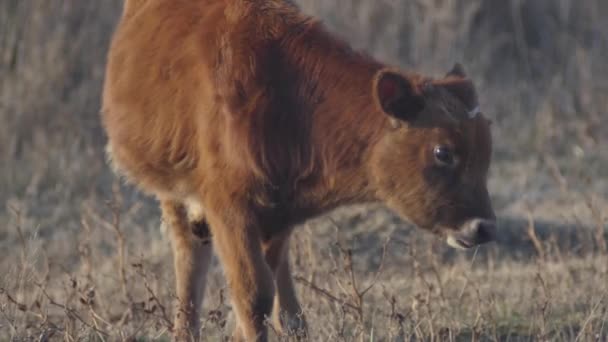 Küçük Kahverengi Keçi Güz Tarlasında Otlar — Stok video