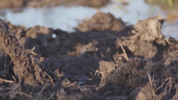 Duro Lavoro Una Palude Con Una Pala Piena Fango — Video Stock