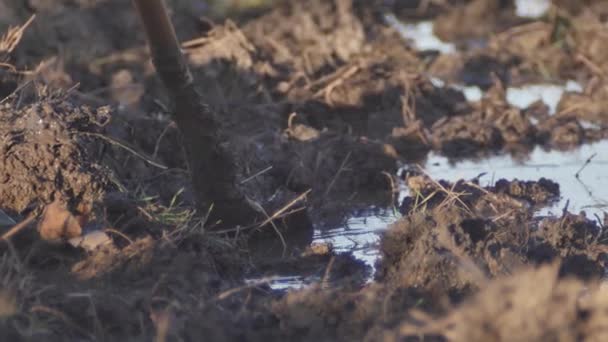 穿着橡胶脏靴子的人拿着铲子在泥里挖东西 — 图库视频影像