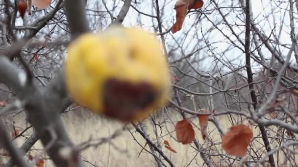 Einsame Überreife Herbstquitte Auf Einem Ast Vor Waldhintergrund — Stockvideo