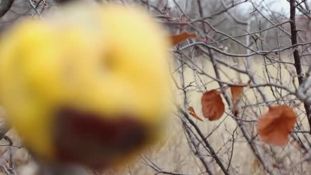 Osamělý Přezrálý Podzimní Quince Větvi Pozadí Lesního Makra — Stock video