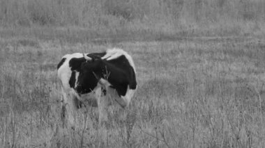 Sarı sonbahar otlaklarında siyah beyaz otlayan bağlı inek.