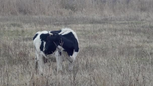 Vaca Atada Pastando Hierba Amarilla Otoño — Vídeos de Stock