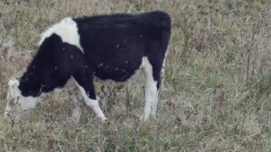 Dikenli genç siyah beyaz bir keçi, genç kahverengi bir keçi boynuzunun yanında otlar.