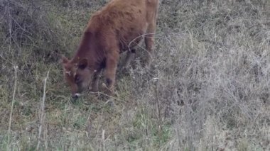  Genç boğa tepenin eteklerinde otluyor.