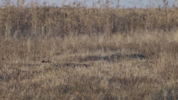 Une Vache Broute Près Son Petit Taureau — Video