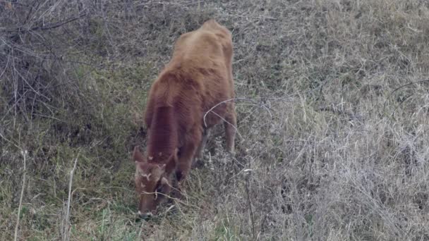 Joven Toro Pastando Pie Colina Cabeza Abajo — Vídeos de Stock