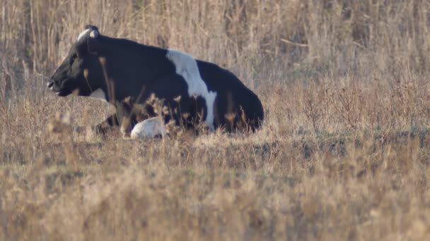 Black White Cow Lies Chews Grass — Stock Video