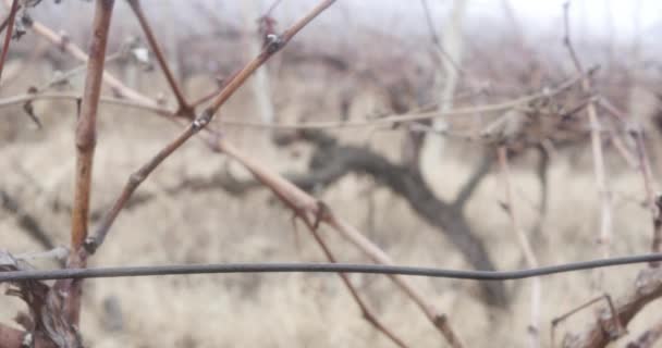 葡萄园里未收获的过熟的半腐烂的黑葡萄 — 图库视频影像