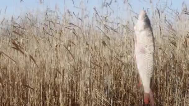 잉어는 낚싯바늘을 노를저어 갈대의 배경을 가까이 잡는다 — 비디오
