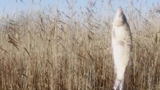 Carpa Peixe Gira Contrai Gancho Pesca Contra Fundo Juncos Outono — Vídeo de Stock