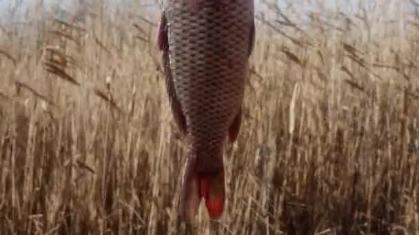 Carpa Peixe Abaixado Gancho Pesca Contra Pano Fundo Juncos Lago — Vídeo de Stock