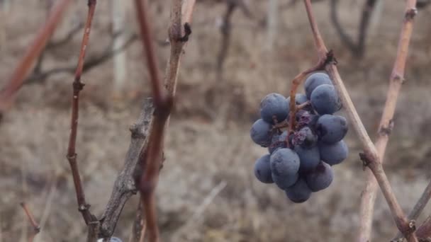 在葡萄园里的一小束过熟的未收割的葡萄 — 图库视频影像