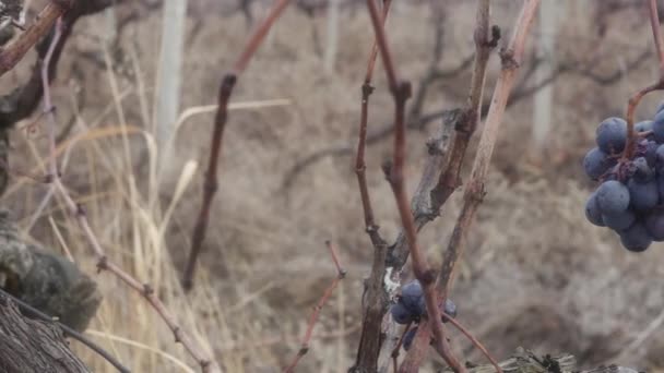 Piccolo Grappolo Uva Vino Troppo Matura Non Raccolta Vigneto Autunnale — Video Stock