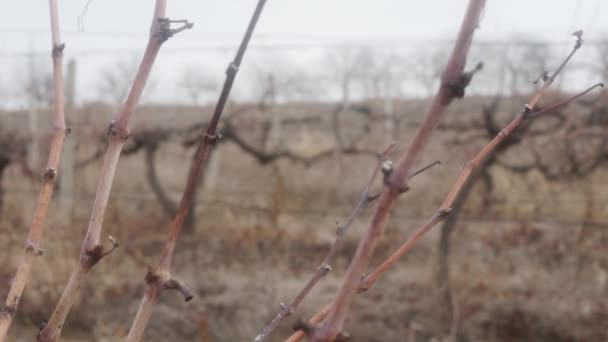 Een Kleine Bos Overrijpe Ongeoogste Wijndruiven Een Herfstwijngaard — Stockvideo