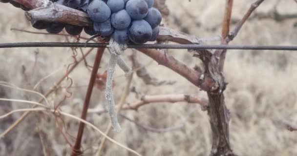Uvas Vinho Sobreamadurecidas Não Colhidas Numa Vinha Outono — Vídeo de Stock
