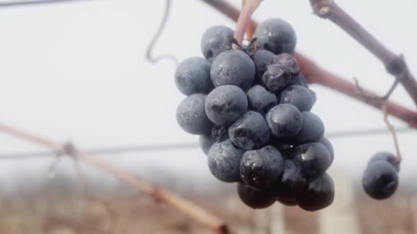 Überreife Nicht Geerntete Weintrauben Herbstnebel Einem Weinberg Großaufnahme — Stockvideo