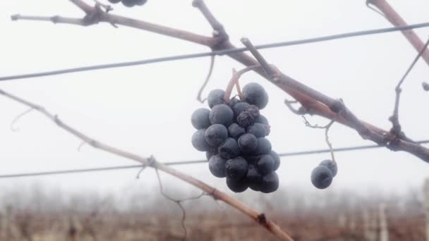 Überreife Nicht Geerntete Weintrauben Herbstnebel Einem Weinberg — Stockvideo