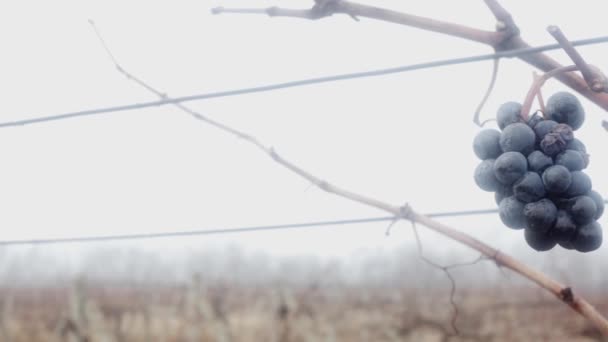秋のブドウ畑の霧の中で熟れていないワインブドウ — ストック動画