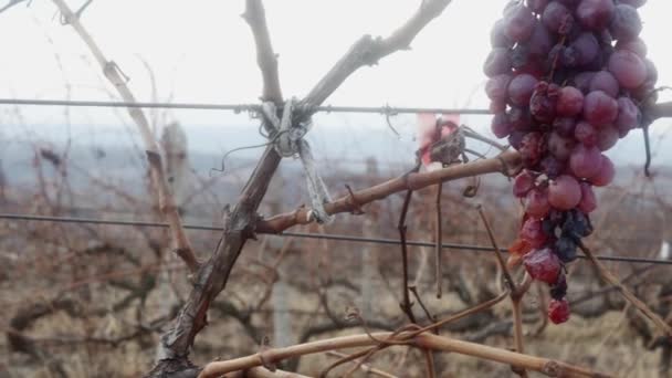 ブドウ畑の霧の中で収穫されない未熟のワインブドウ — ストック動画