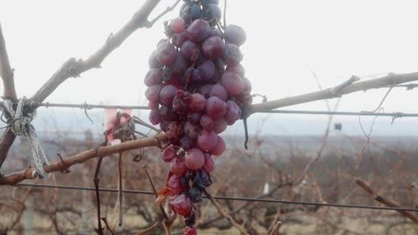 Unharvested Unripe Wine Grapes Vineyard — Stock Video