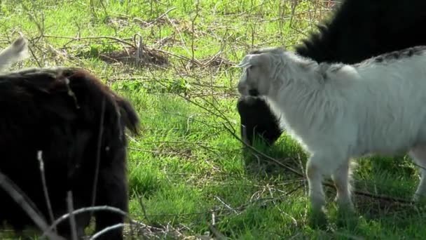 Chèvres Différentes Couleurs Mangent Herbe Printemps — Video