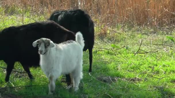 Chèvres Différentes Couleurs Pâturent Sur Fond Roseaux Printemps — Video