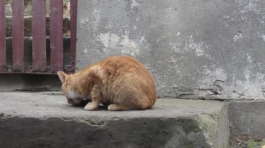 Zencefilli köpek zincirle bağlanmış. Zencefilli kedi yavrusundan yiyecek almaya çalışıyor.