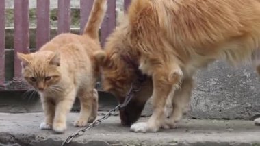 Zencefilli köpek, zencefilli kedi yavrusunun yanında zincirli..