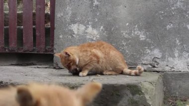  Kızıl kedi bir balığın kafasını yiyor.