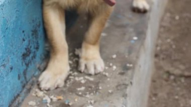 Kahverengi köpek zincirle bağlanmış, beyaz ekmek yiyor..