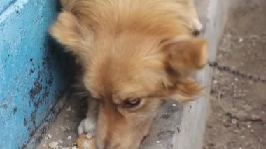 Köpek zincirle bağlanmış, beyaz ekmek yiyor.