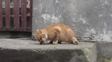 Aç kızıl kedi bir balığın kafasını yiyor.