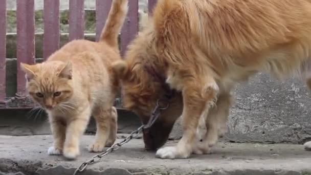 Ginger Dog Tied Chain Ginger Kitten — Stock Video