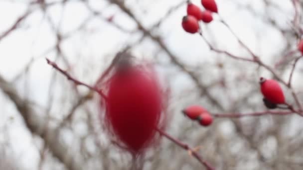 Rose Hips Swayed Wind Macro — Stock Video