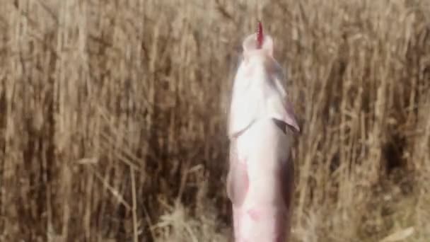 在芦苇湖畔的鱼钩上挂着鲤鱼 在鱼钩上纺纱 — 图库视频影像