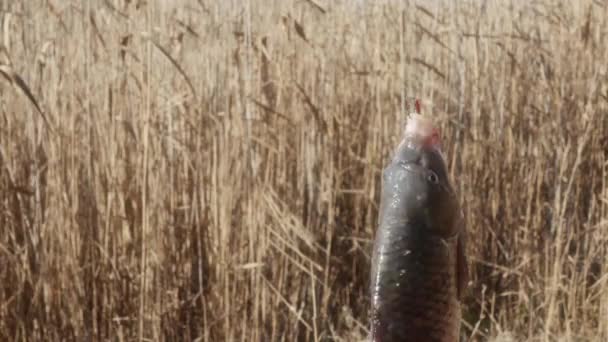 Carpa Close Fundo Dos Juncos Lago Outono — Vídeo de Stock