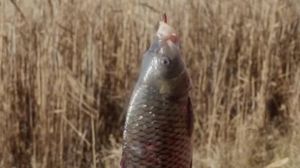 Carpa Appesa Amo Pesca Primo Piano Sullo Sfondo Delle Canne — Video Stock