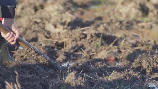 ある男が泥の中を掘り虫を見つけ — ストック動画
