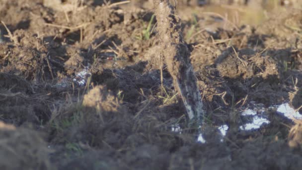 사람은 진흙탕에서 삽으로 — 비디오