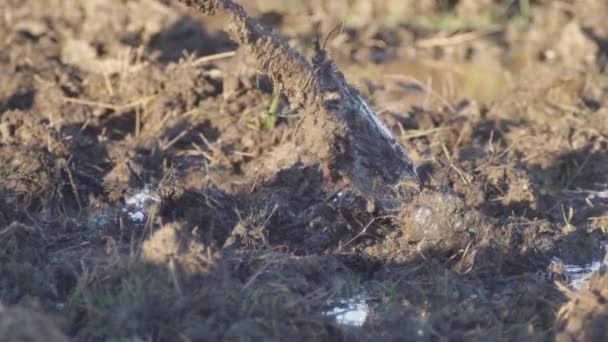 Man Washes Shovel Mud Swamp — 图库视频影像