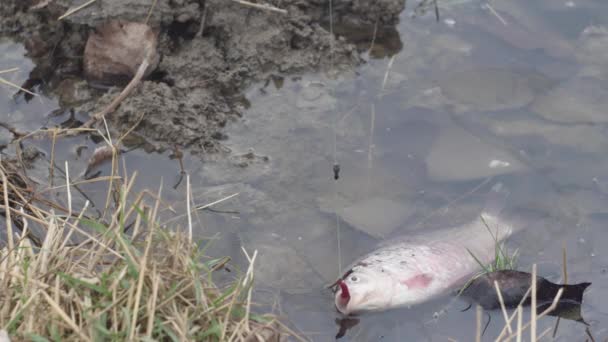 Pesce Carpa Crociata Gancio Con Verme Nell Acqua Vicino Alla — Video Stock