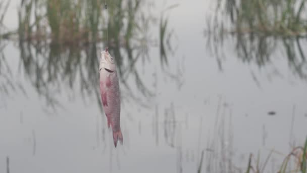 Fischkarausche Hängt Einem Haken Auf Dem Hintergrund Eines Sees Mit — Stockvideo