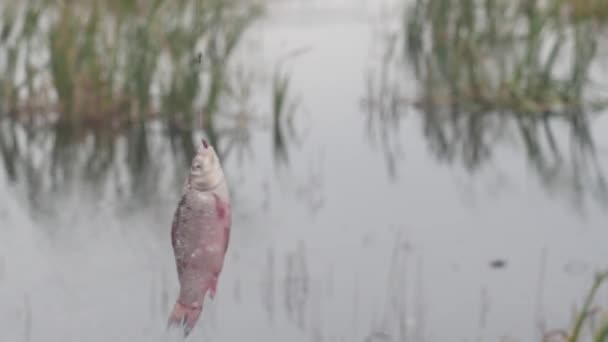 Carpa Pez Cruciano Rotar Rápidamente Gancho Contra Telón Fondo Lago — Vídeos de Stock