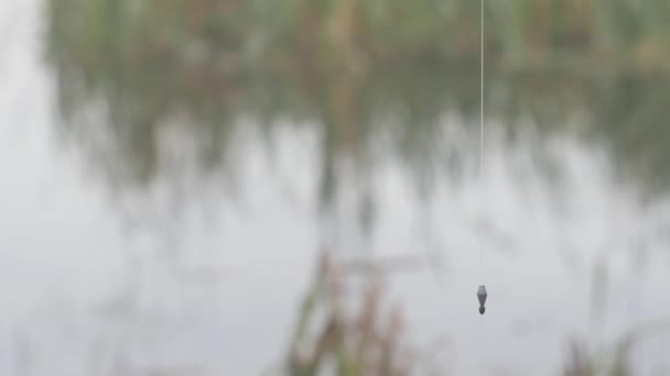 Fish Crucian Carp Hook Worm Background Lake Grass — Vídeo de Stock