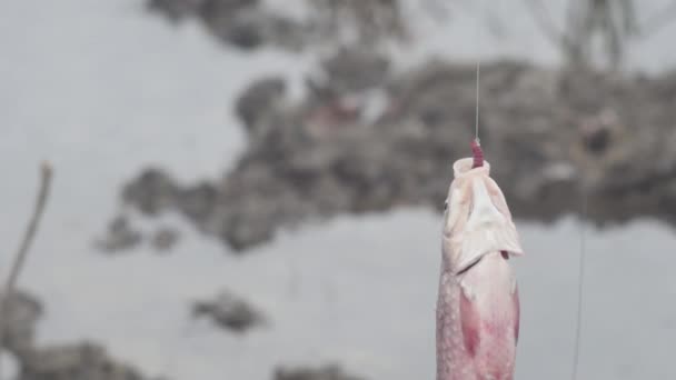 Pesce Carpa Crociata Gancio Con Verme Sullo Sfondo Del Lago — Video Stock